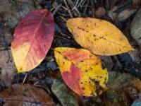 Blatt Trio in rot und orange gefärbt